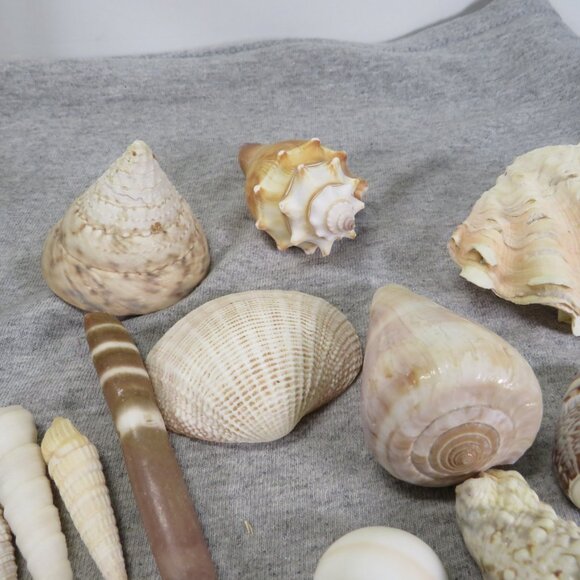 REAL Sea Shells & thick glass square vase 5" tall & wide OVER 4 POUNDS - Picture 3 of 16